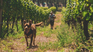 畑の中をゲーリーと犬が走っている画像